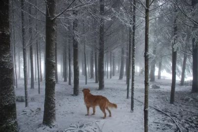 [Hearth.com] My walk this morning.