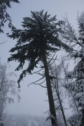 [Hearth.com] My walk this morning.