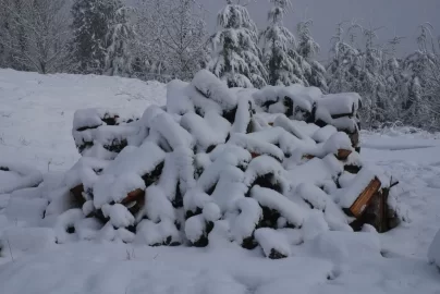 [Hearth.com] My walk this morning.