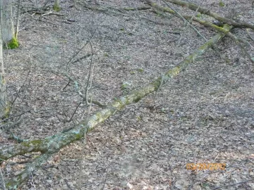[Hearth.com] Sugar Maple?
