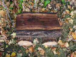 Black Walnut & Cedar bench 101211.JPG