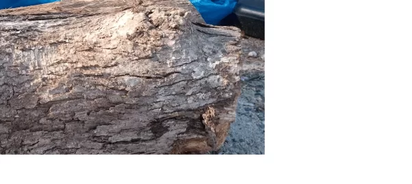 [Hearth.com] wood id