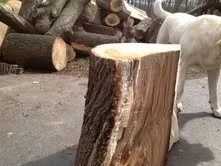 [Hearth.com] Tree ID please?