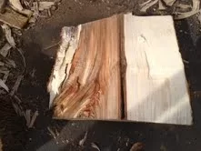 [Hearth.com] Tree ID please?