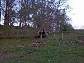 [Hearth.com] Another red oak