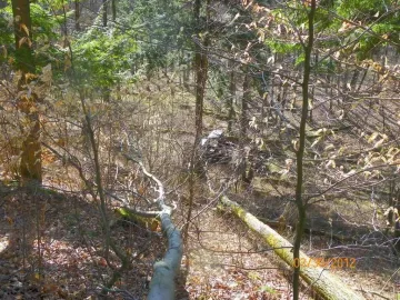 [Hearth.com] Beech Off The Hill