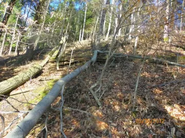 [Hearth.com] Beech Off The Hill