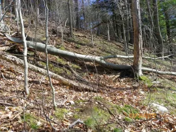 [Hearth.com] Beech Off The Hill