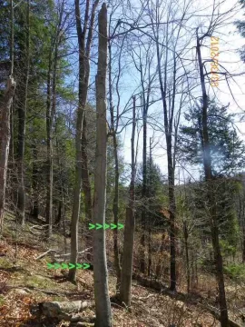 [Hearth.com] Beech Off The Hill