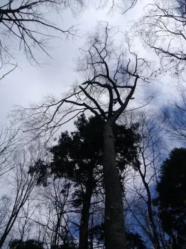 [Hearth.com] My Poor Woods = So Much Work = So Much Firewood