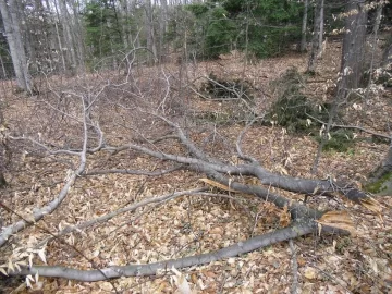 [Hearth.com] My Poor Woods = So Much Work = So Much Firewood