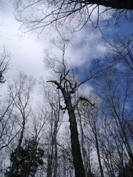 [Hearth.com] My Poor Woods = So Much Work = So Much Firewood