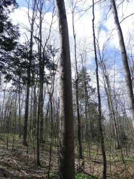 [Hearth.com] My Poor Woods = So Much Work = So Much Firewood