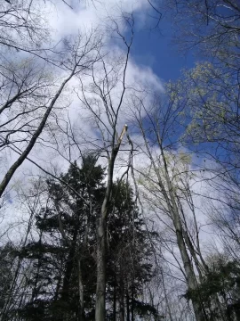[Hearth.com] My Poor Woods = So Much Work = So Much Firewood