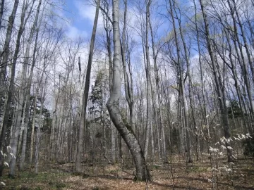 [Hearth.com] My Poor Woods = So Much Work = So Much Firewood