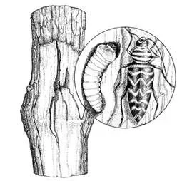 [Hearth.com] BEE'S INSIDE TH WOOD