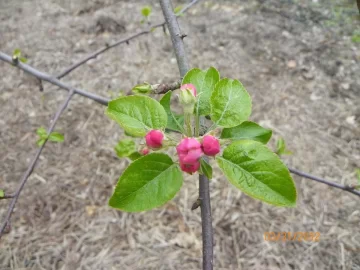 [Hearth.com] Apple blossoms