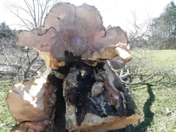 [Hearth.com] Big Maple Down