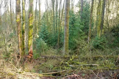 [Hearth.com] Busy Saturday, more truck logging. Pics