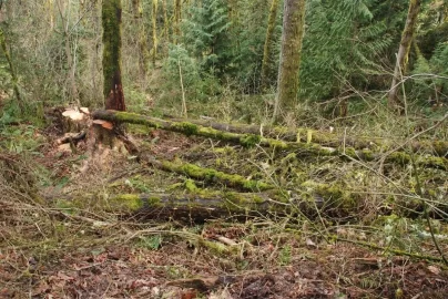 [Hearth.com] Busy Saturday, more truck logging. Pics
