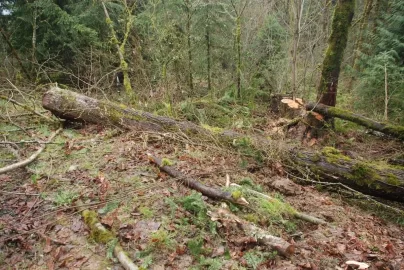 [Hearth.com] Busy Saturday, more truck logging. Pics