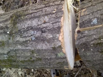 [Hearth.com] NY State Tree ID - Need Help !