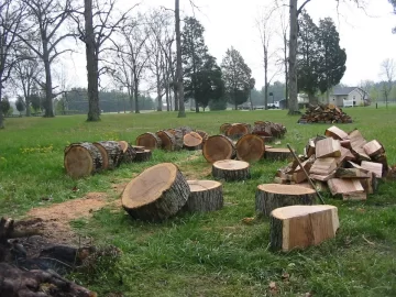 [Hearth.com] A little white oak bucked this weekend.