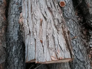 [Hearth.com] wood id