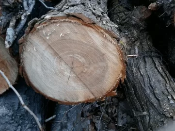 [Hearth.com] wood id