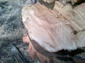 [Hearth.com] What Kind please?.... It was my first time.... Cutting Oak