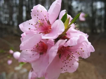 [Hearth.com] Cherry blossom?