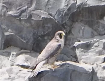 [Hearth.com] Falcon or something