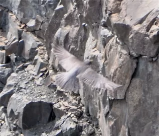 [Hearth.com] Falcon or something