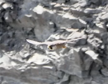 [Hearth.com] Falcon or something