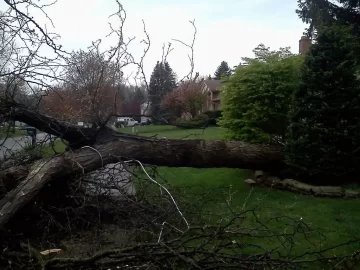 [Hearth.com] Nice load today(honey locust)