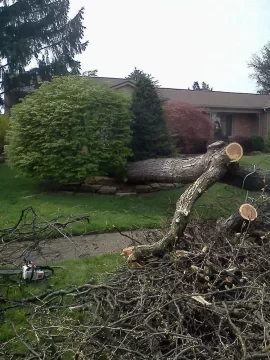 [Hearth.com] Nice load today(honey locust)