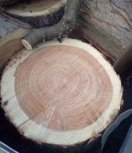 [Hearth.com] Nice load today(honey locust)