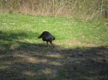 [Hearth.com] Tom's women were in my yard again.