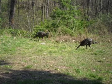[Hearth.com] Tom's women were in my yard again.