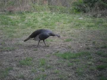 [Hearth.com] Tom's women were in my yard again.