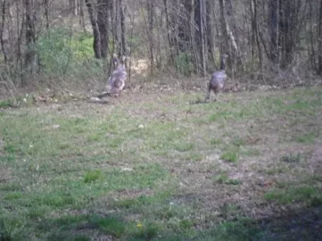 [Hearth.com] Tom's women were in my yard again.