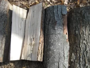 [Hearth.com] Wood ID