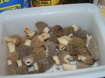 [Hearth.com] Morels