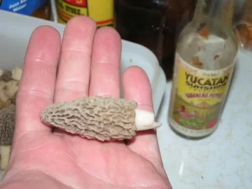 [Hearth.com] Morels
