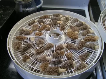 [Hearth.com] Morels