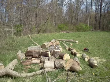 [Hearth.com] Cut Some ash today