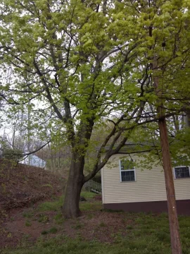 [Hearth.com] big ugly norway maple is DOWN...