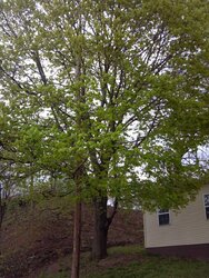 big ugly norway maple is DOWN...