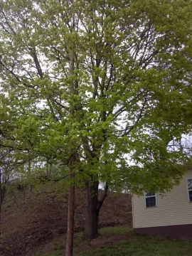 [Hearth.com] big ugly norway maple is DOWN...