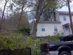 big ugly norway maple is DOWN...